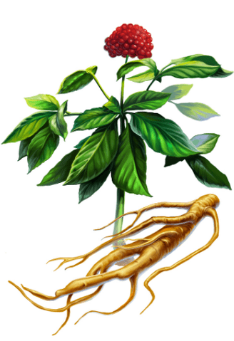 Ginzeng